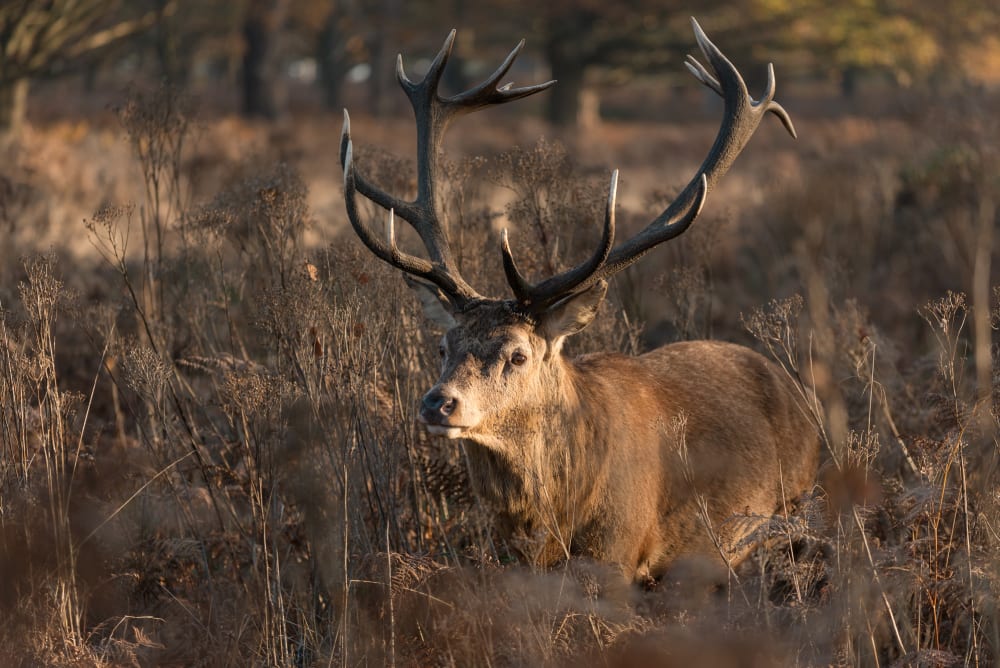 A stag faces to the left of the camera, partially hidden by ferns.