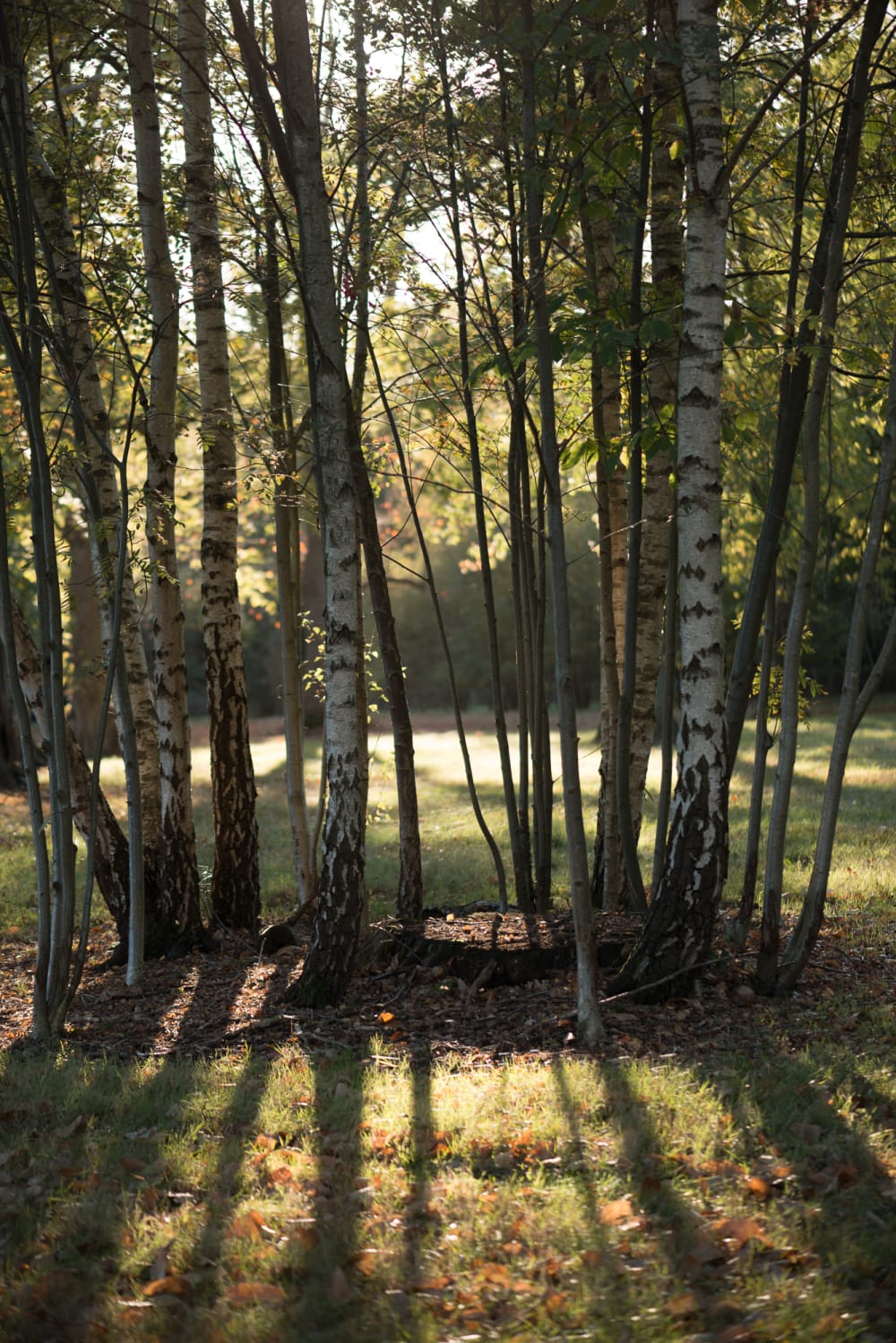 A photo of several closely grouped trees / trunks backlit by sun.