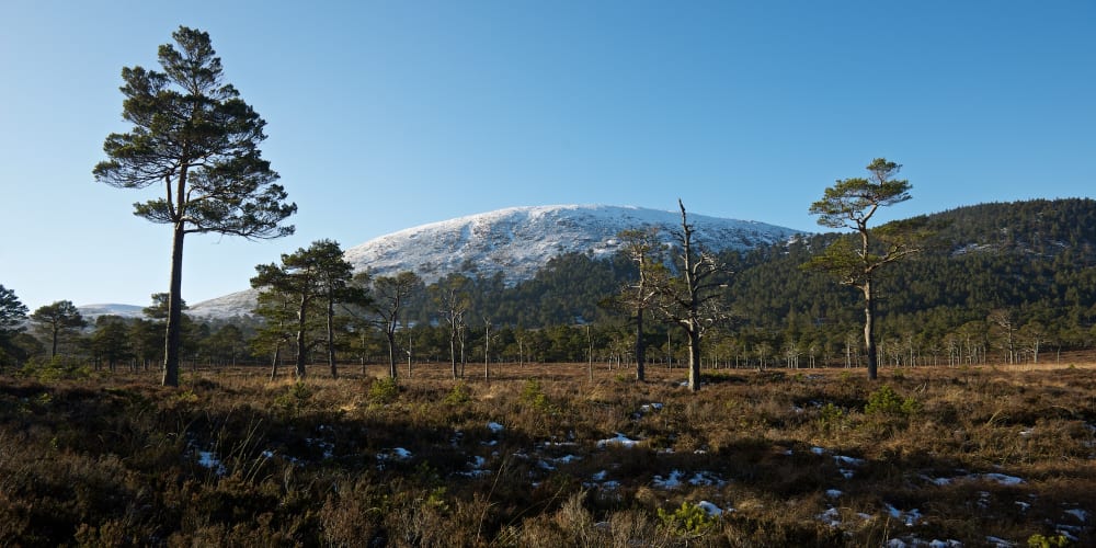 A wide photo in morning sunlight. In the background there’s a hump of a snowy hillside. In the foreground there’s brownish grass with tall trees littered about.