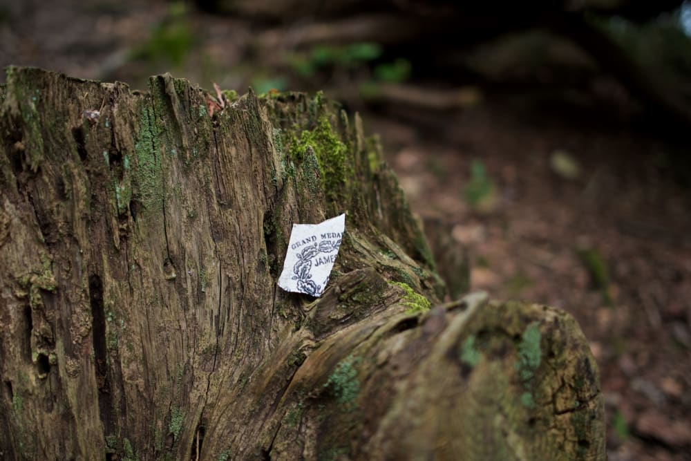 A small piece of china with a blue graphic sits in the stump of an old tree.