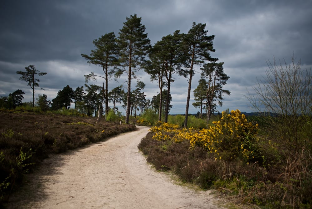 A light sandy path twists away from the camera. There’s tall trees in the distance and bright yellow flowers along the edge of the path.