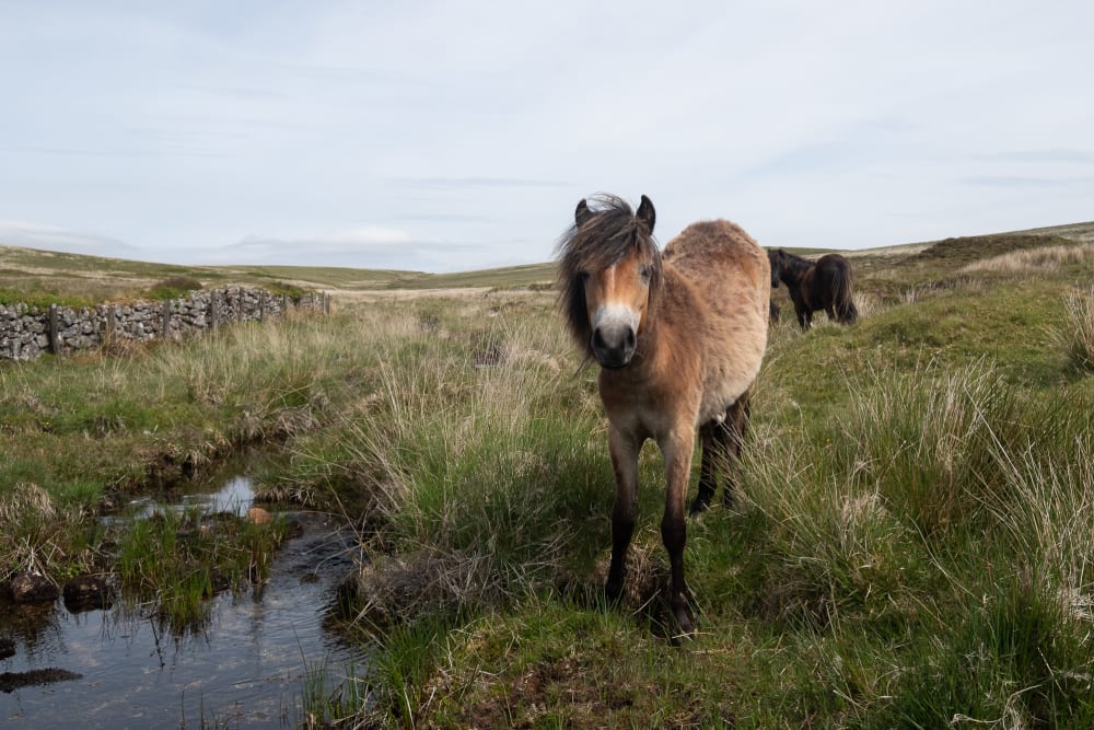 A small brown wild pony looks at the camera as it stands near a small stream.