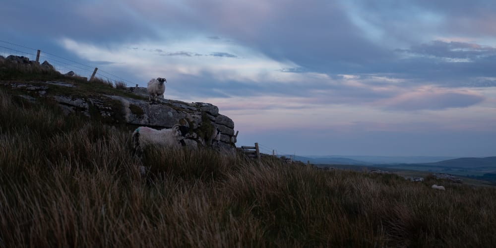 Two sheep on a grassy hill look at the camera in early evening light. The sky is tinged with blue and pink clouds.