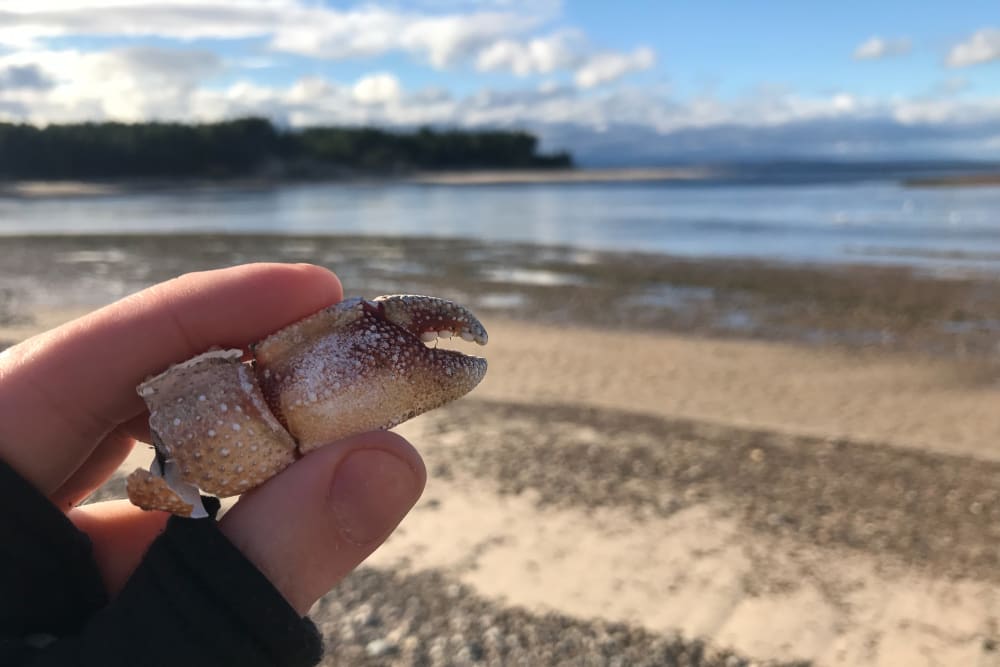 A hand holding the remains of a crab’s claw