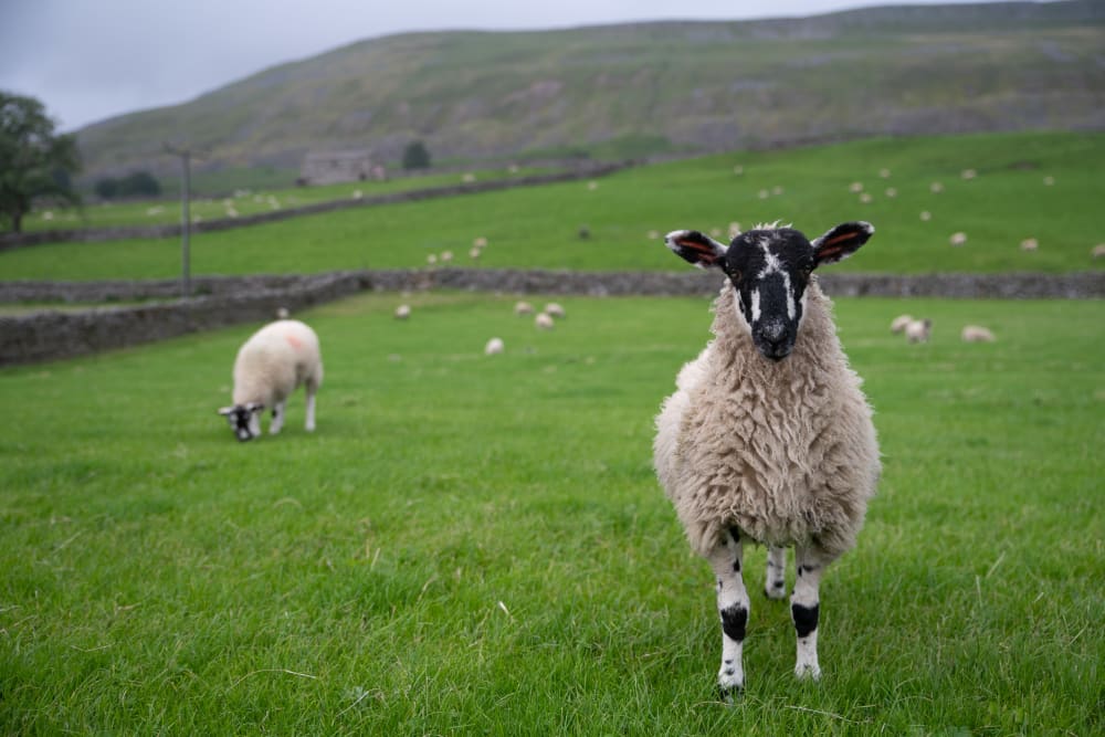 A sheep looks directly at the camera.