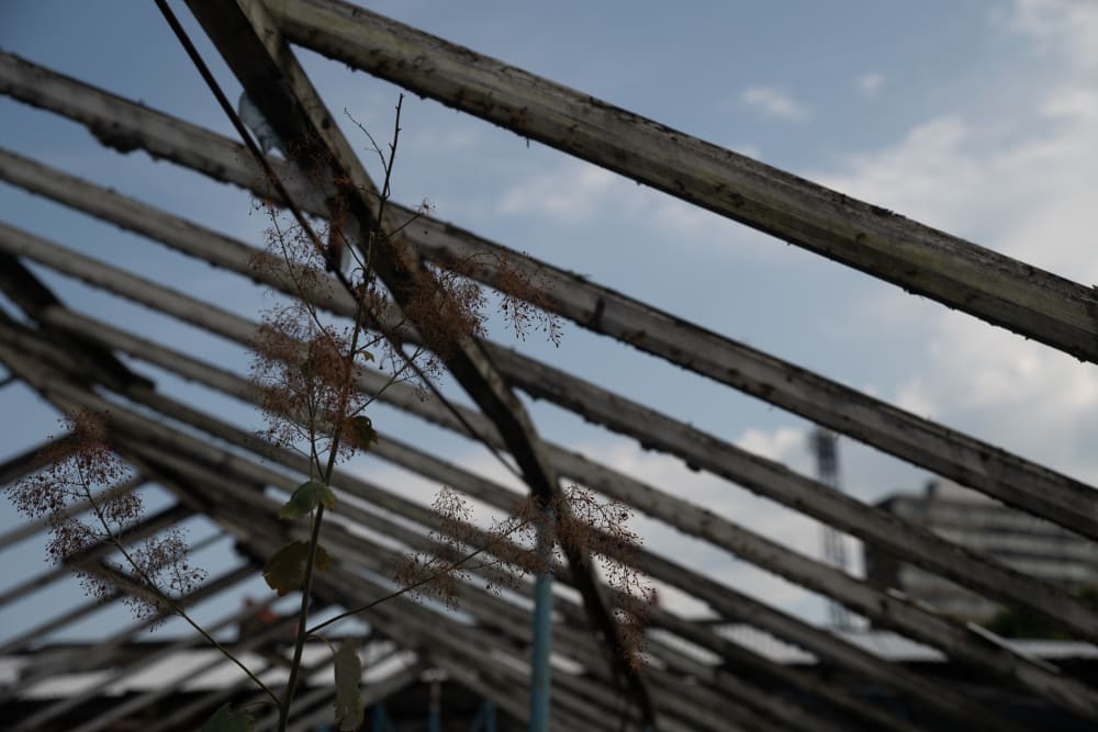 Looking up to the roof of a structure. Only the beams of the room remain, with some branches growing upwards.