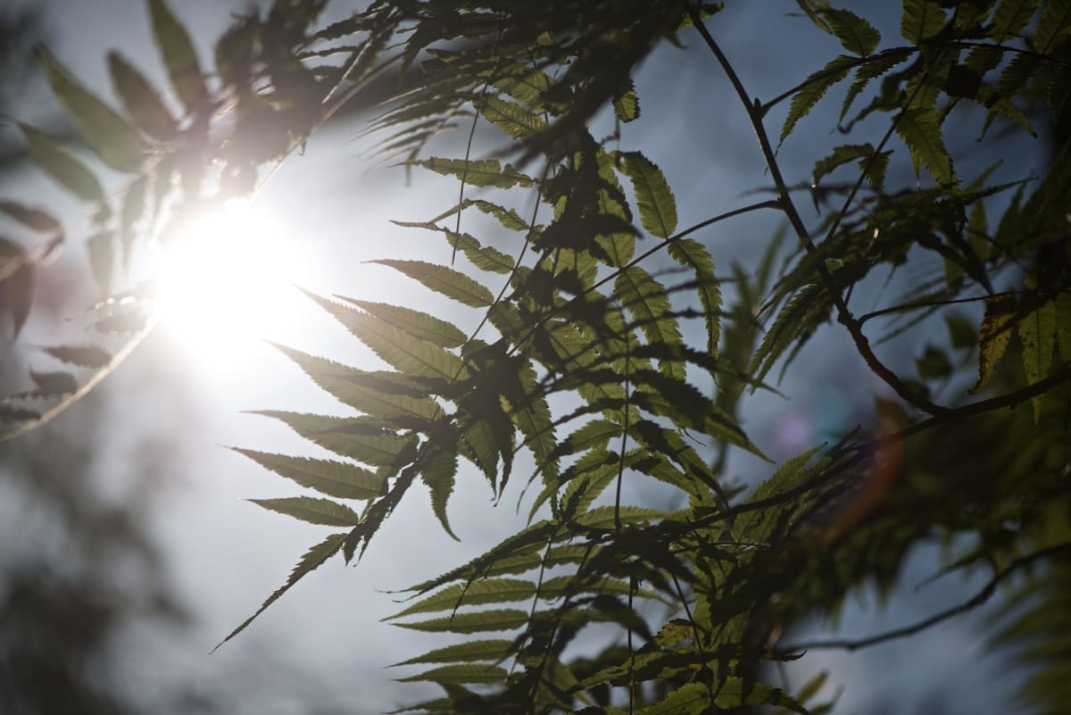 Long leaves of a tree are silhouetted against direct sunlight.