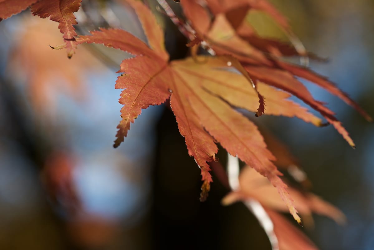 A close macro photo of a light orange maple leaf.