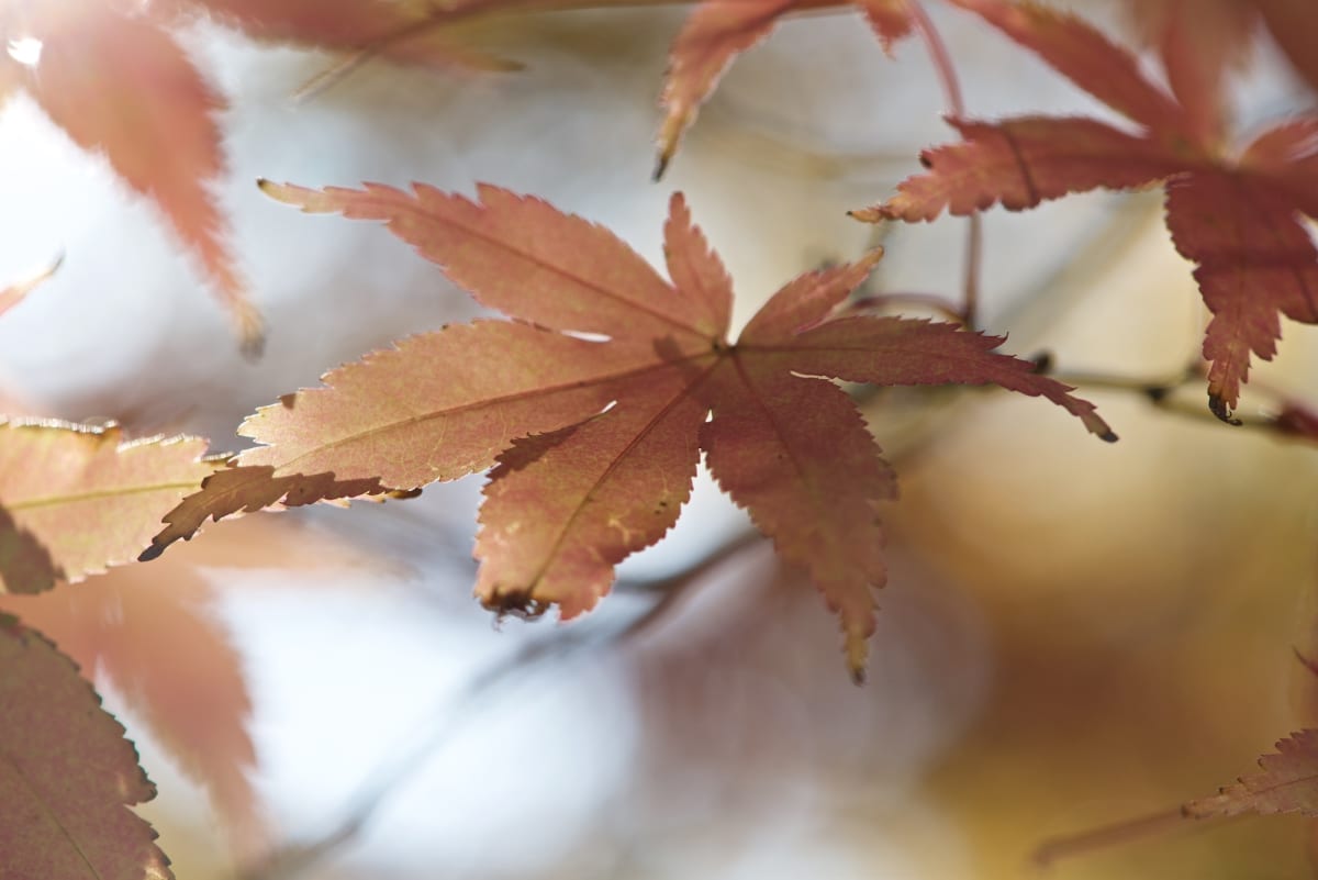 A close macro photo of a beige maple leaf