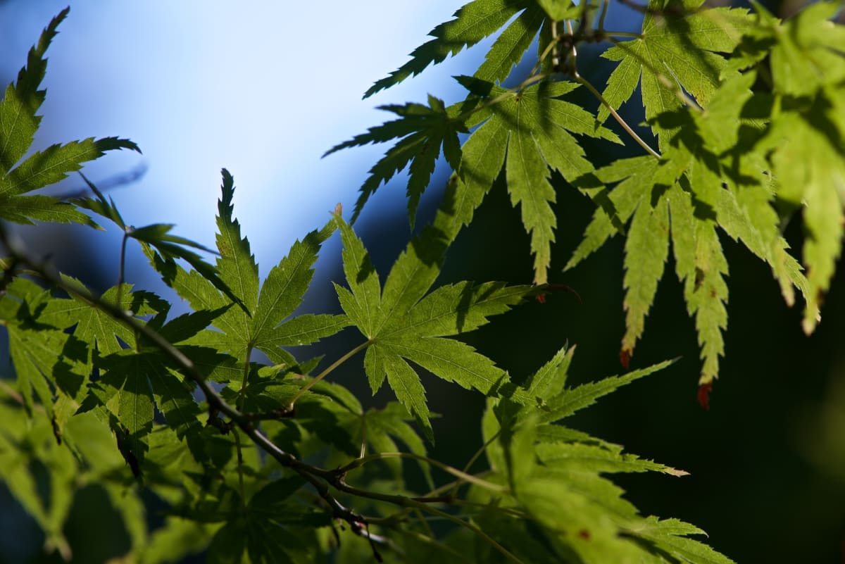 Several green maple leaves are lit up in sunlight against a dark background.