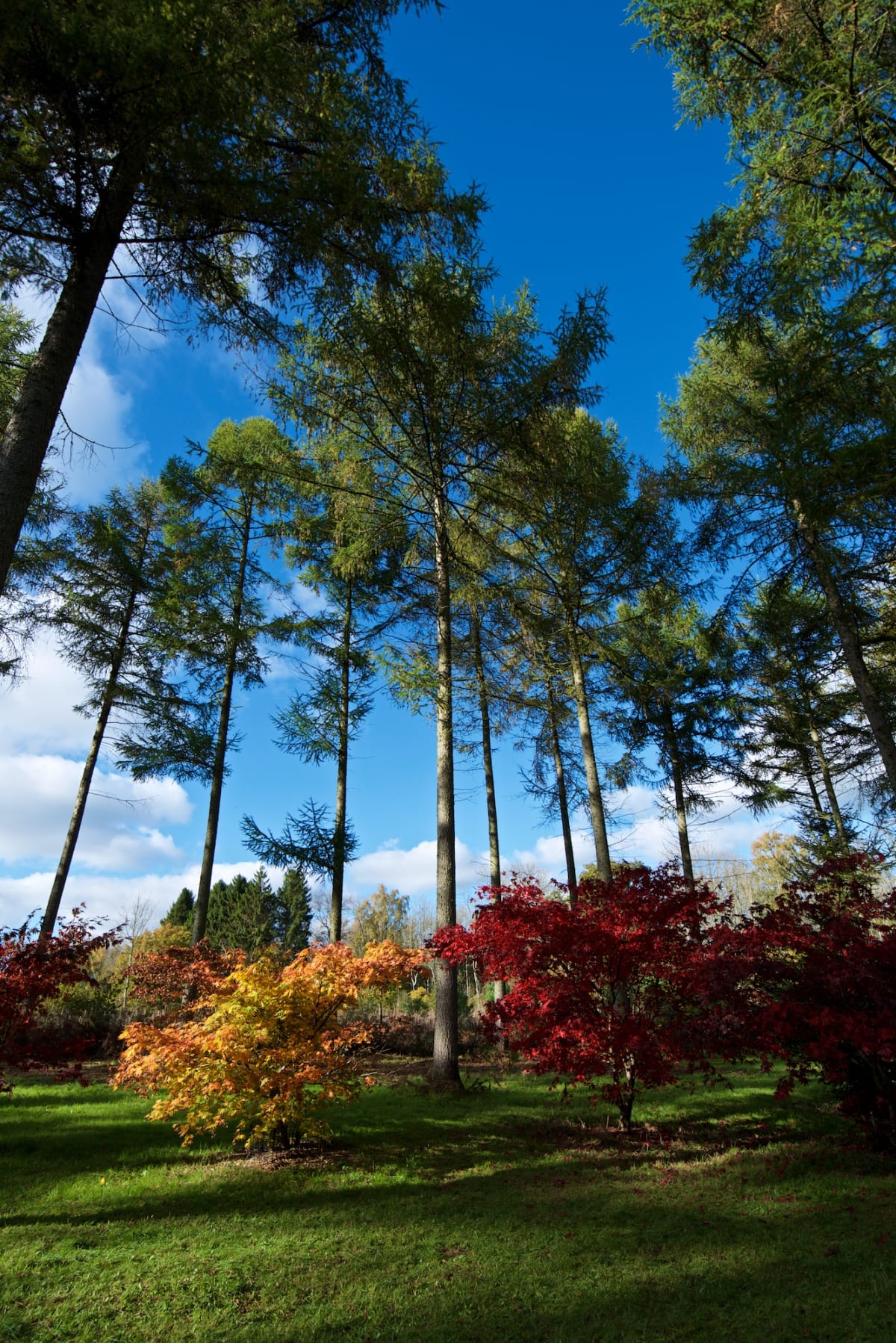 A wide angle photo of a very tall tree with two colourful maple trees at the base, one orange, one red.