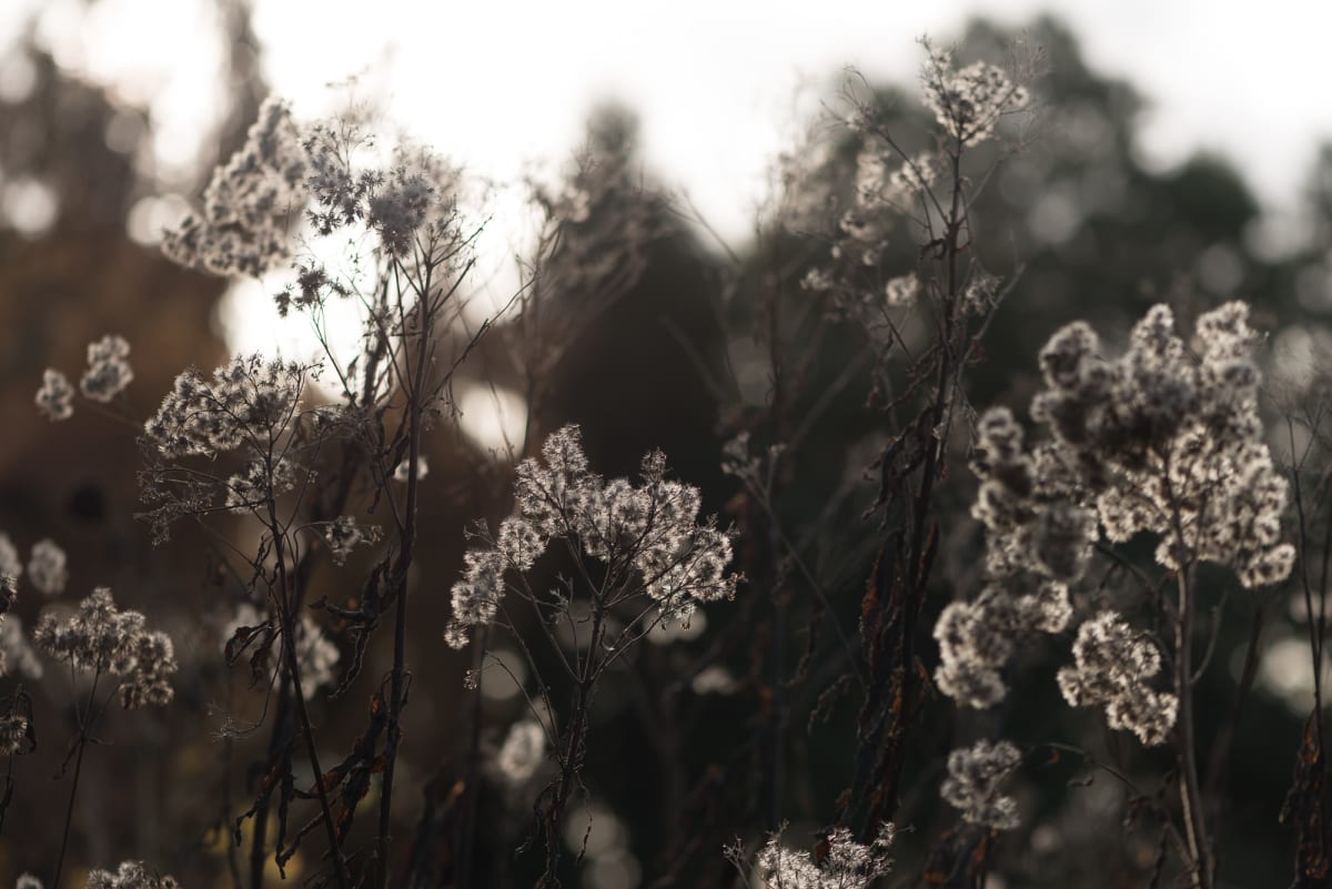 A photo of some fluffy tufts on some bushes. They’re backlit by sunlight.