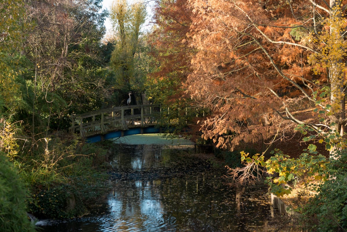 A photo taken from a bridge down a stretch of stream. There’s autumnal trees on either side. In the distance another bridge can be seen with a heron sat on it.
