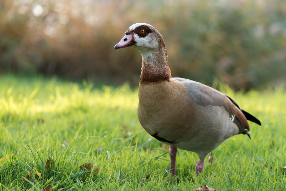 A photo of an egyptian goose walking towards the camera with soft dappled light behind it.
