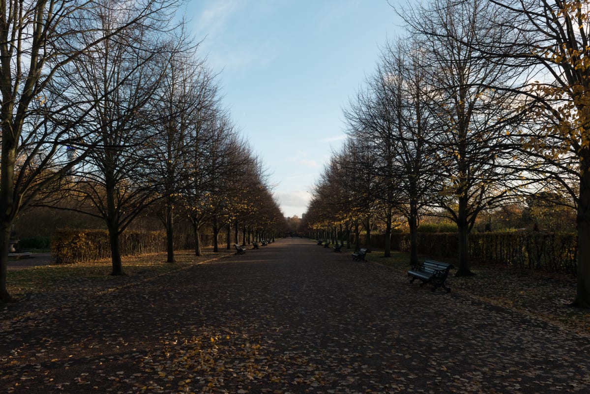 Looking down a long walkway flanked by leafless trees on each side.