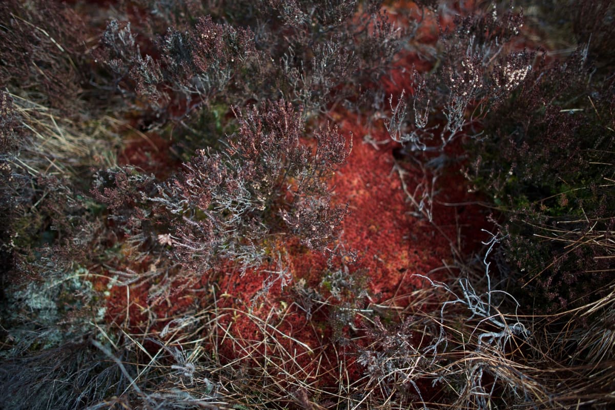 A photo pointing down at moss and grasses. The moss is deep red in colour.