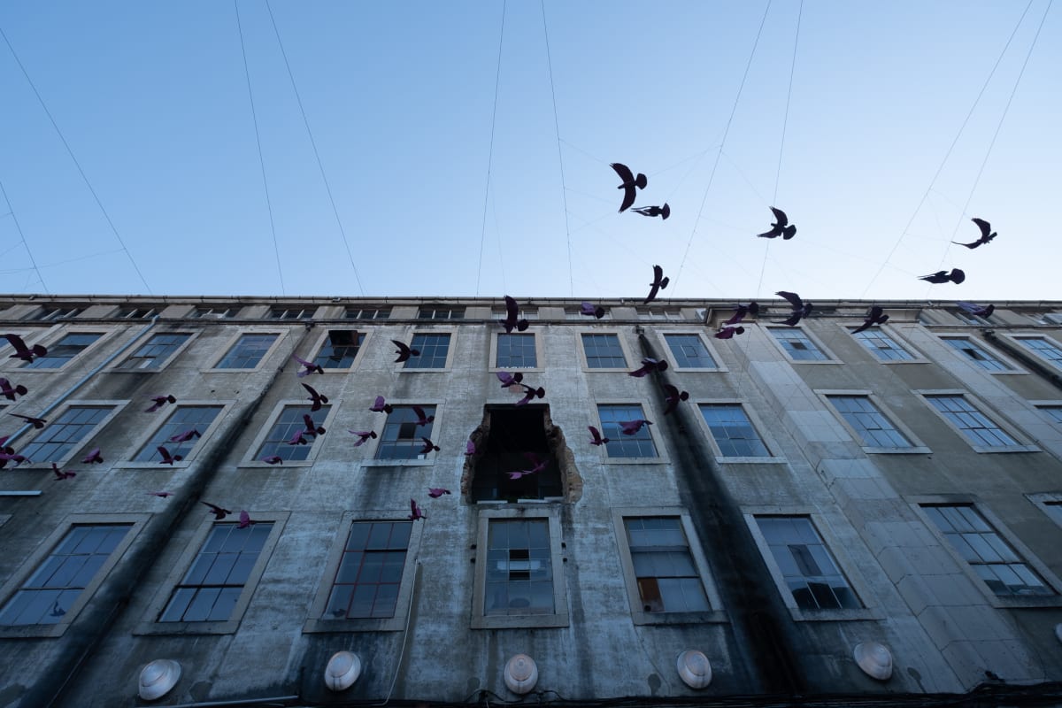 Looking up at the exterior of a 5 story building. In the middle on the fourth floor one window and wall is knocked out. A group of fake birds are suspended in the sky as if in flight past the building.