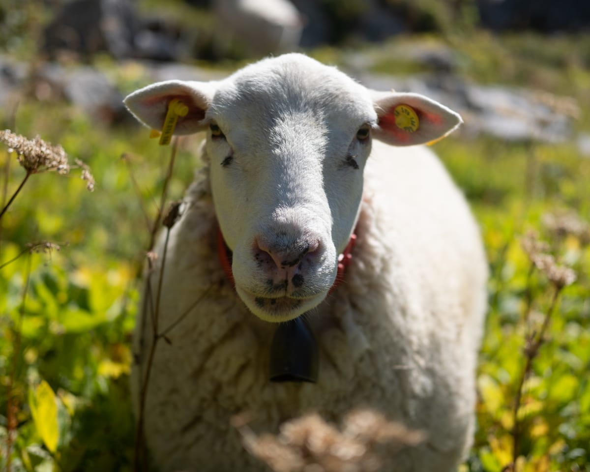 A white sheep looks directly at the camera