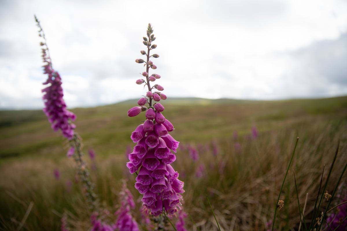 Two shoots of magenta foxgloves in full bloom.