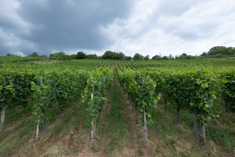 Looking down a field of vines in rows.