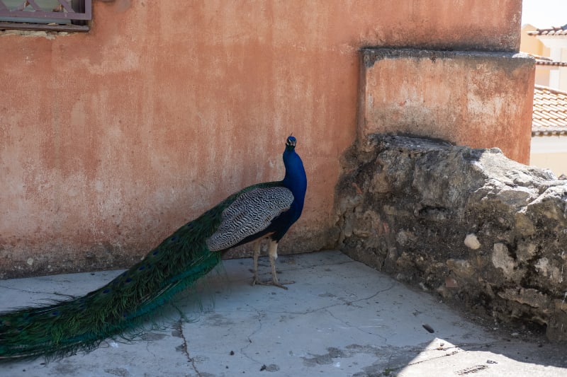 A peacock looks stood side on looks at the camera. It’s stood in the shade of a peach pastel coloured building.