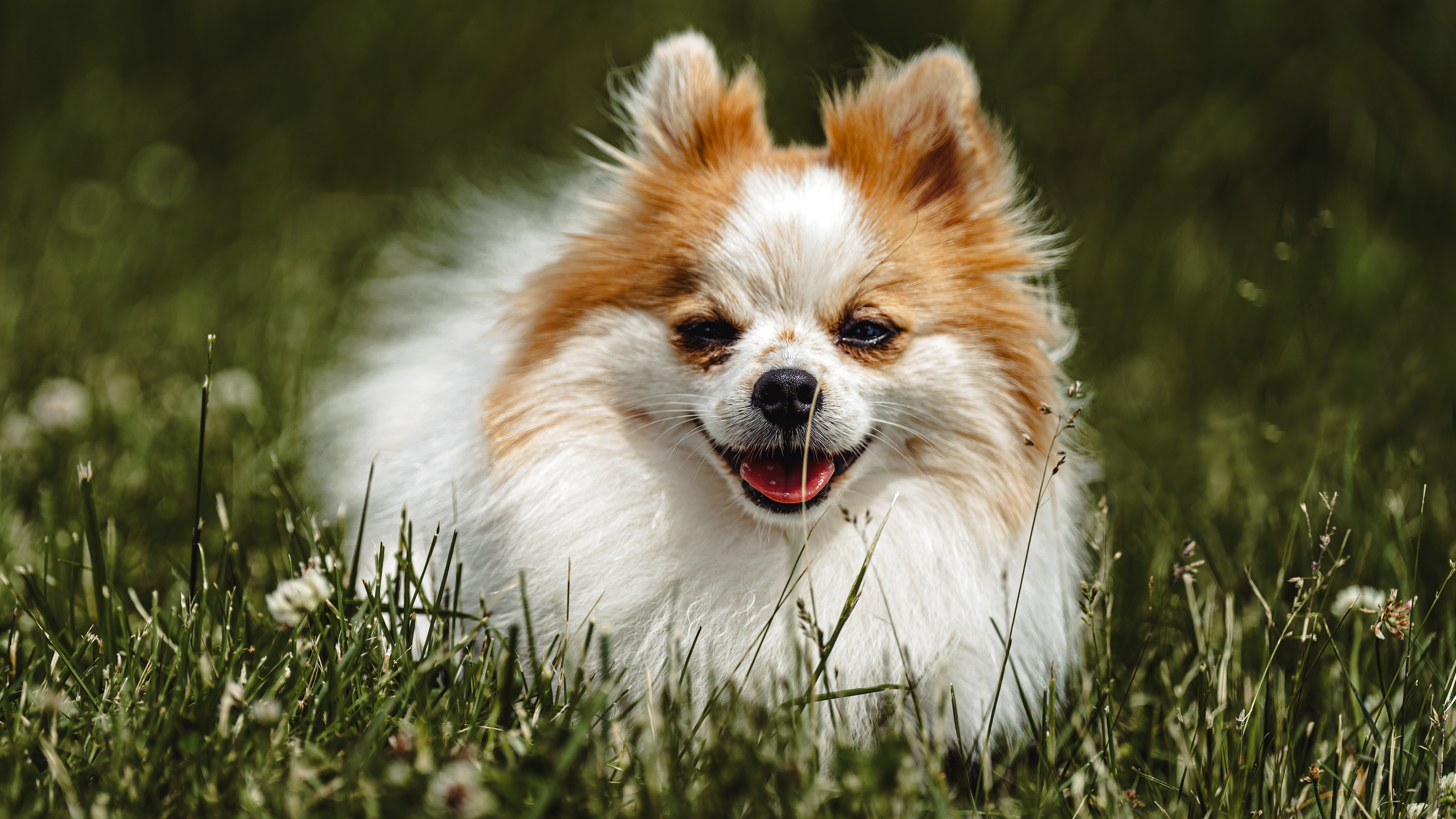Pomeranian dog portrait
