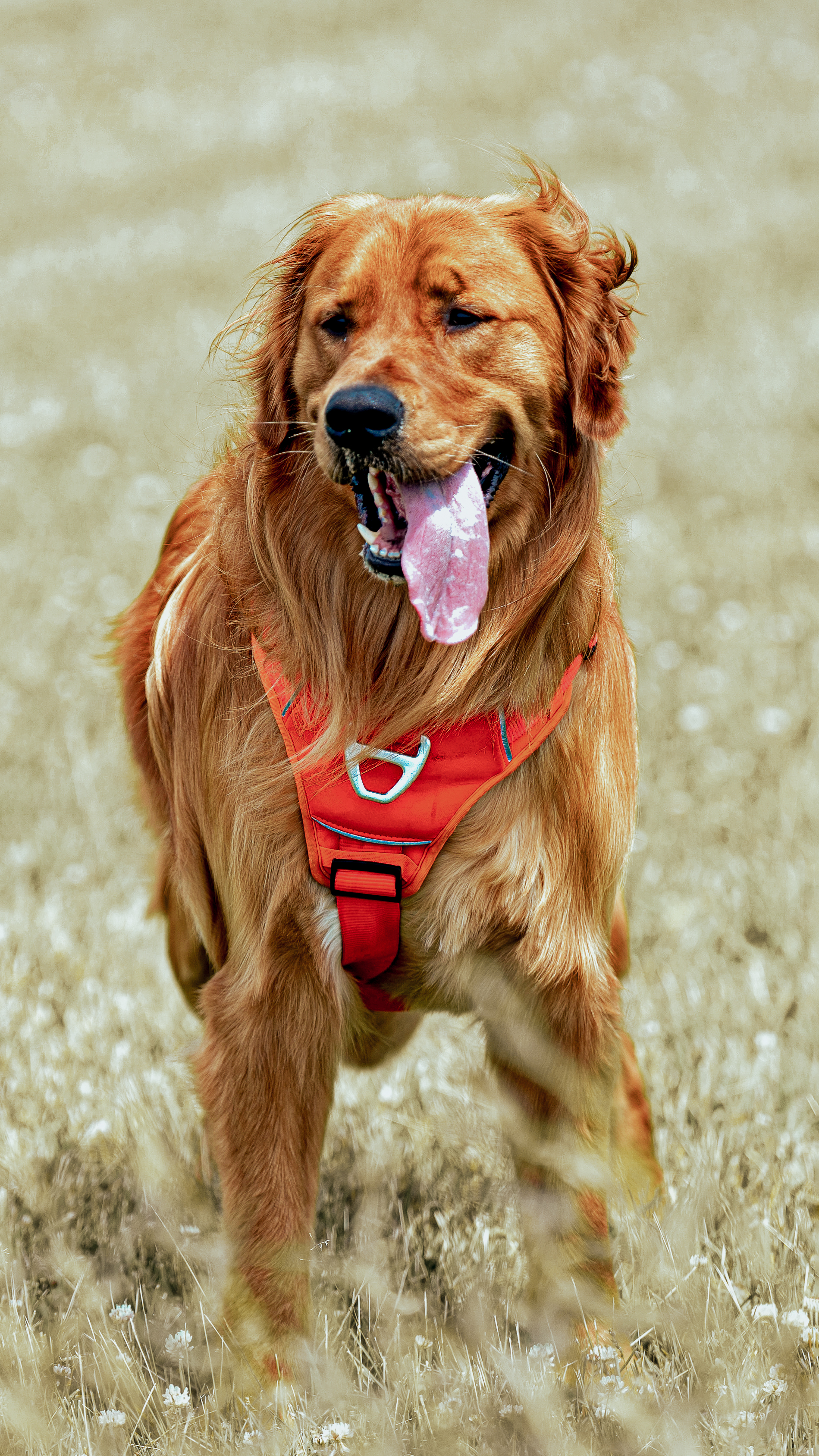 Golden retriever portrait