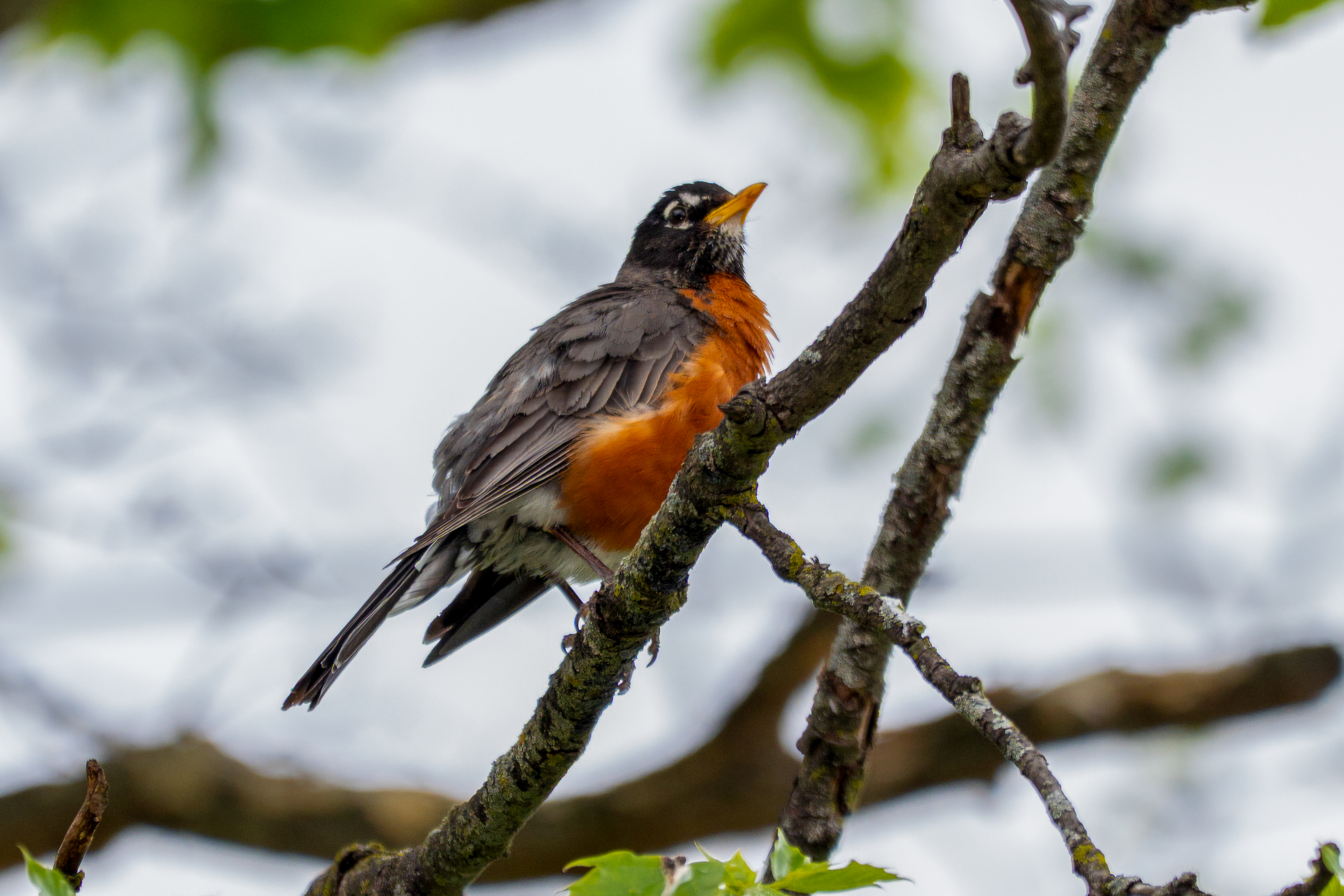 Robin bird on branch
