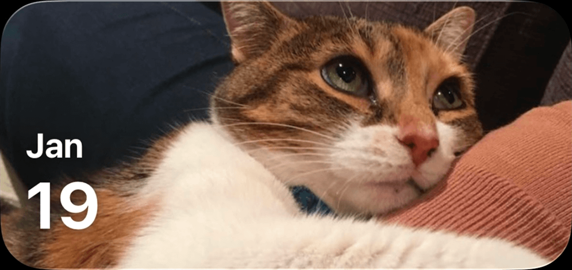 Preview of Cat Calendar Medium widget