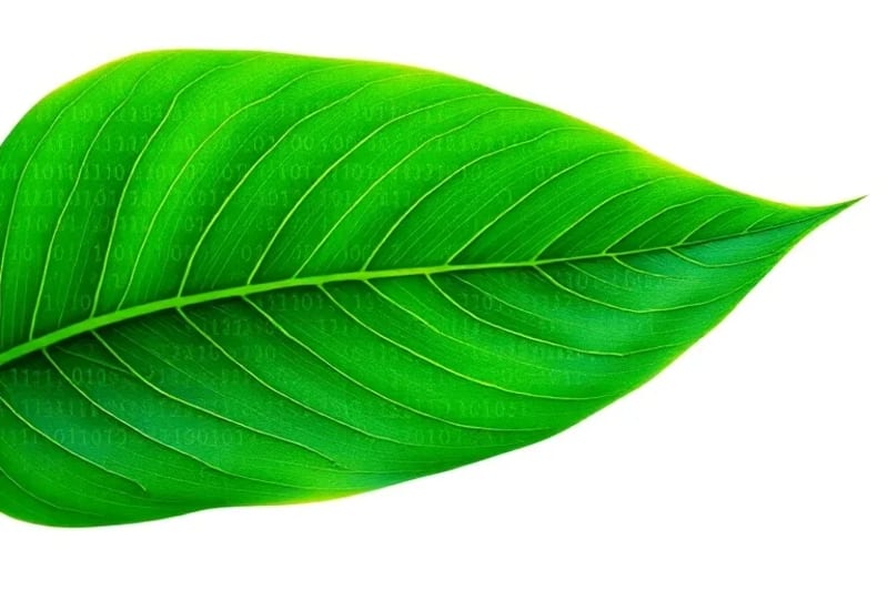 Ilustración vectorial de código binario transformándose en una hoja verde, simbolizando la eficiencia y sostenibilidad en la programación.