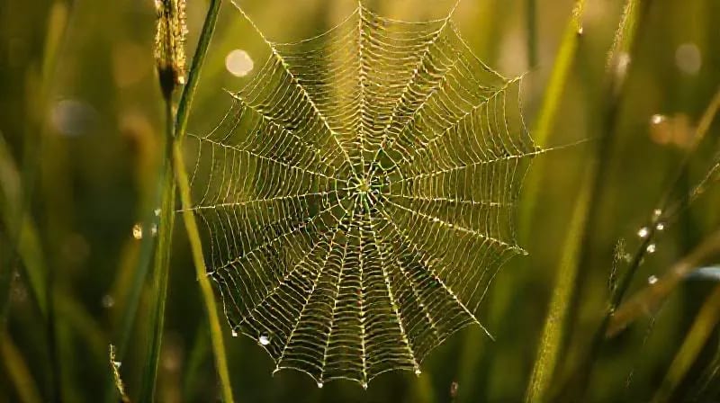 Delicate spiderweb glistening with morning dew, symbolizing interconnectedness