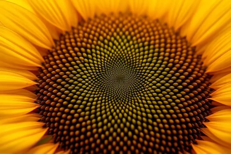 Detalle macro de semillas de girasol siguiendo la secuencia de Fibonacci
