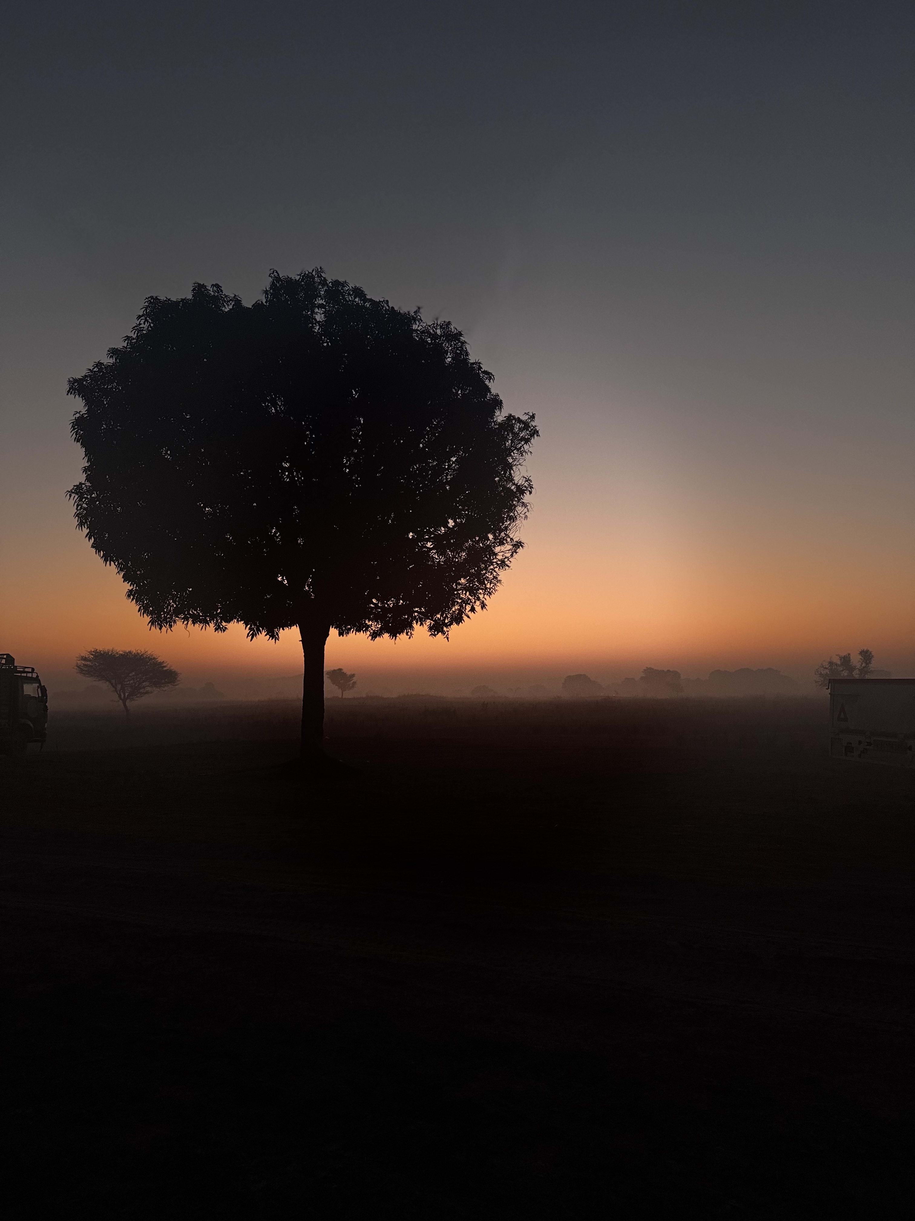 A lone tree silhouetted against a hazy sunset