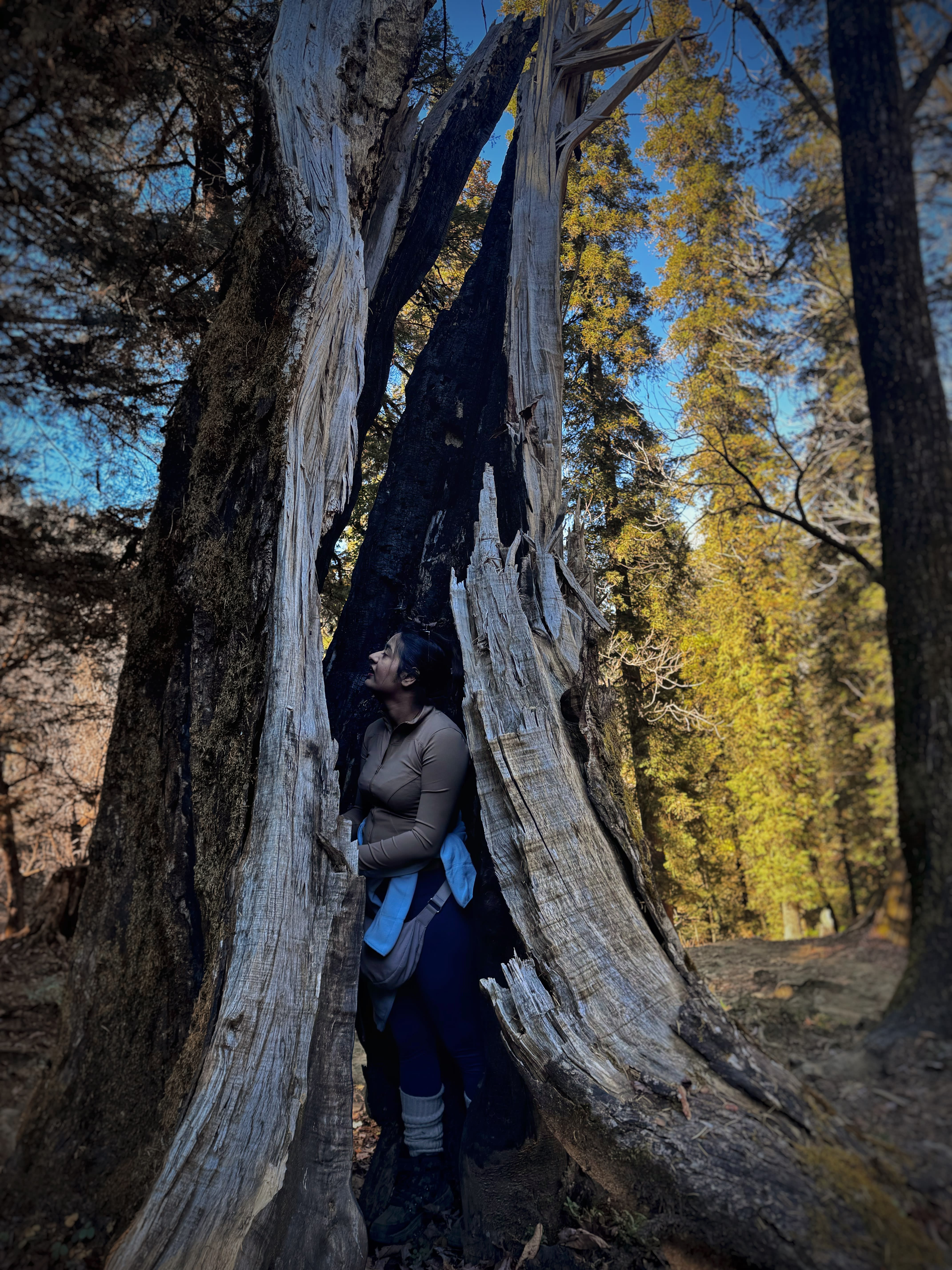 A traveller meditating in the hollow of an old tree in an autumn forest