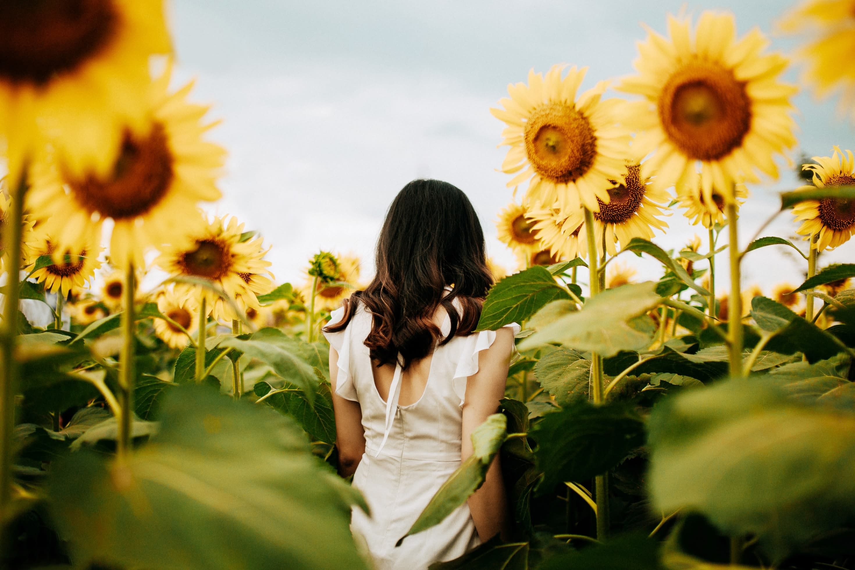 A girl with her back on a sunflower field