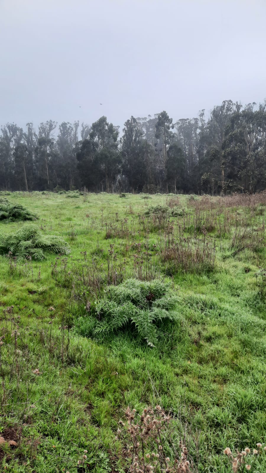 Imagen n°2 de la propiedad TERRENO 2,5 HECTAREAS