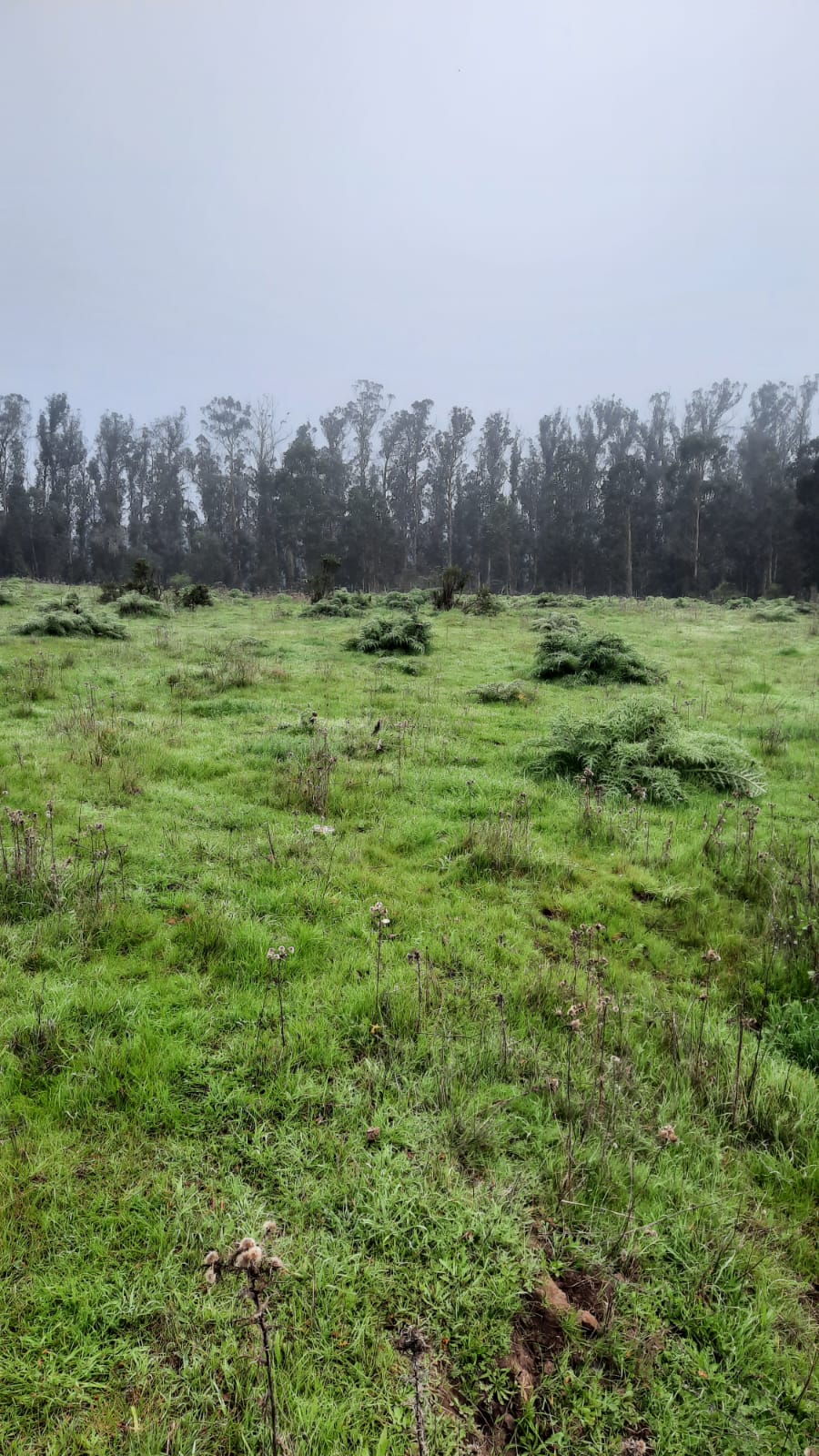 Imagen n°3 de la propiedad TERRENO 2,5 HECTAREAS