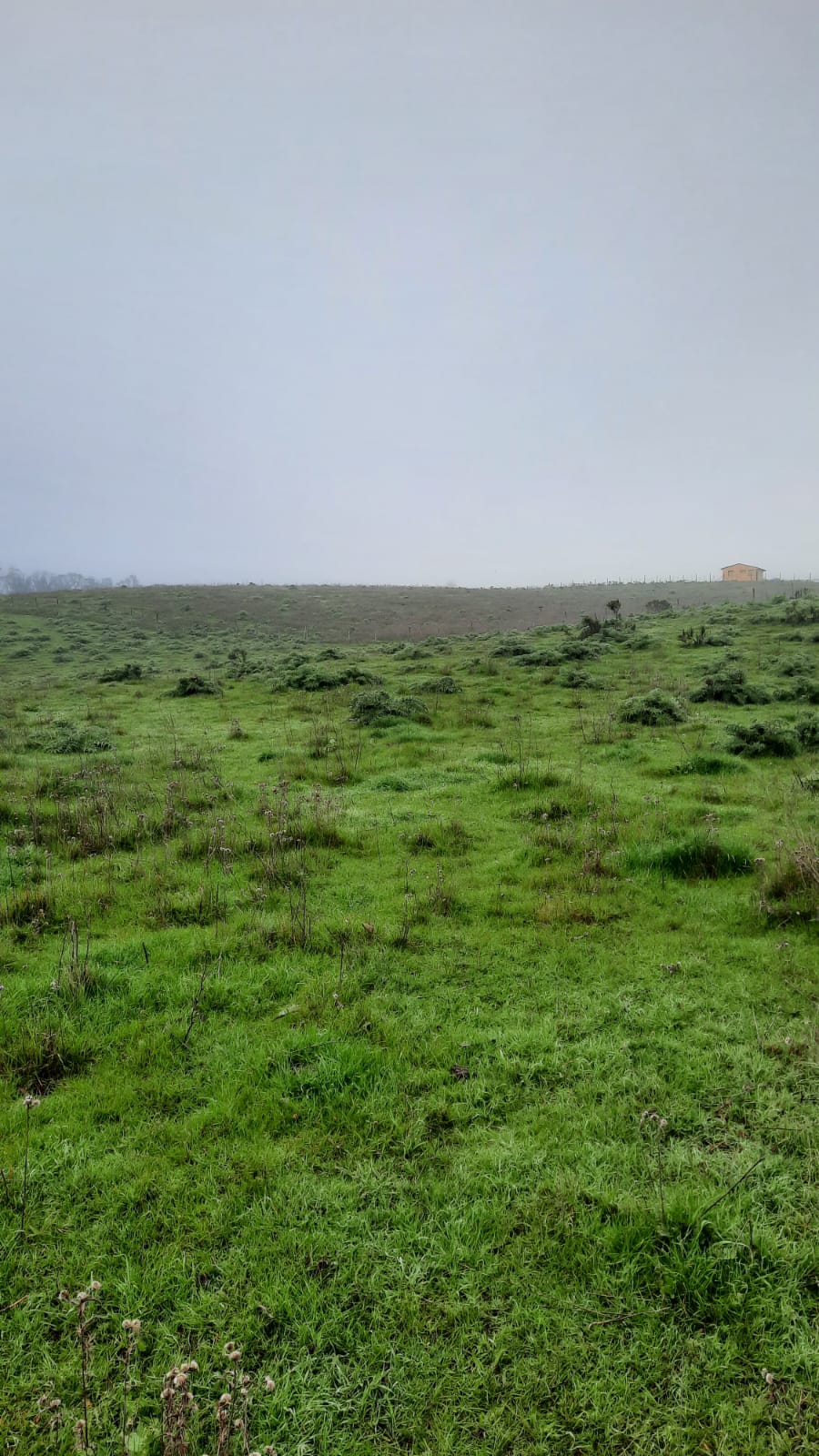 Imagen n°4 de la propiedad TERRENO 2,5 HECTAREAS