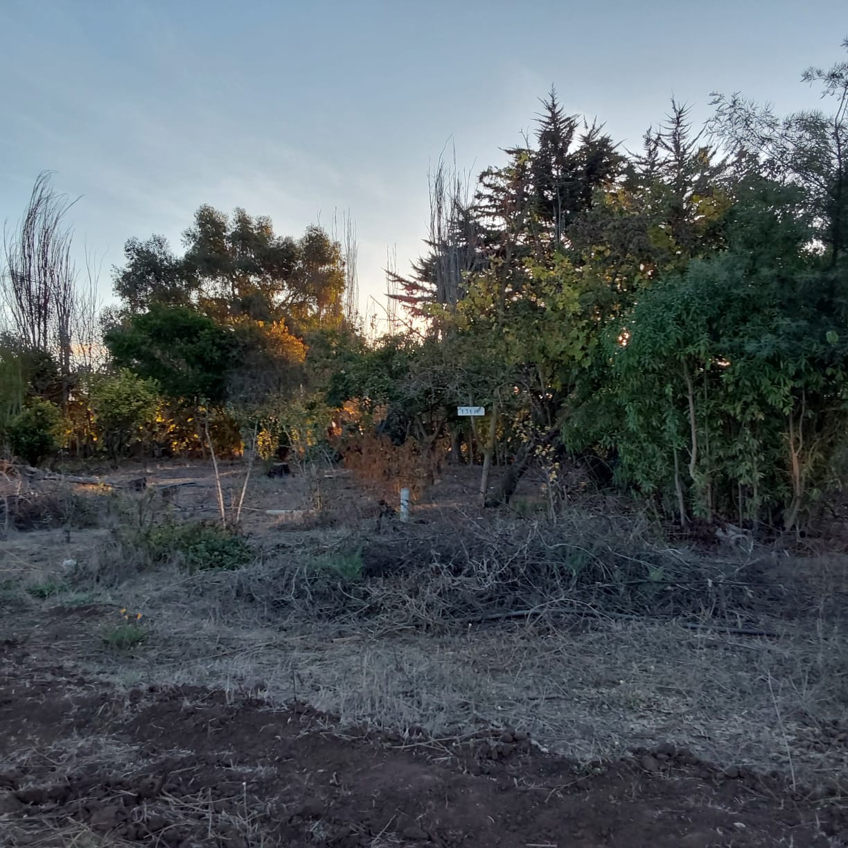 Imagen n°0 de la propiedad TERRENO