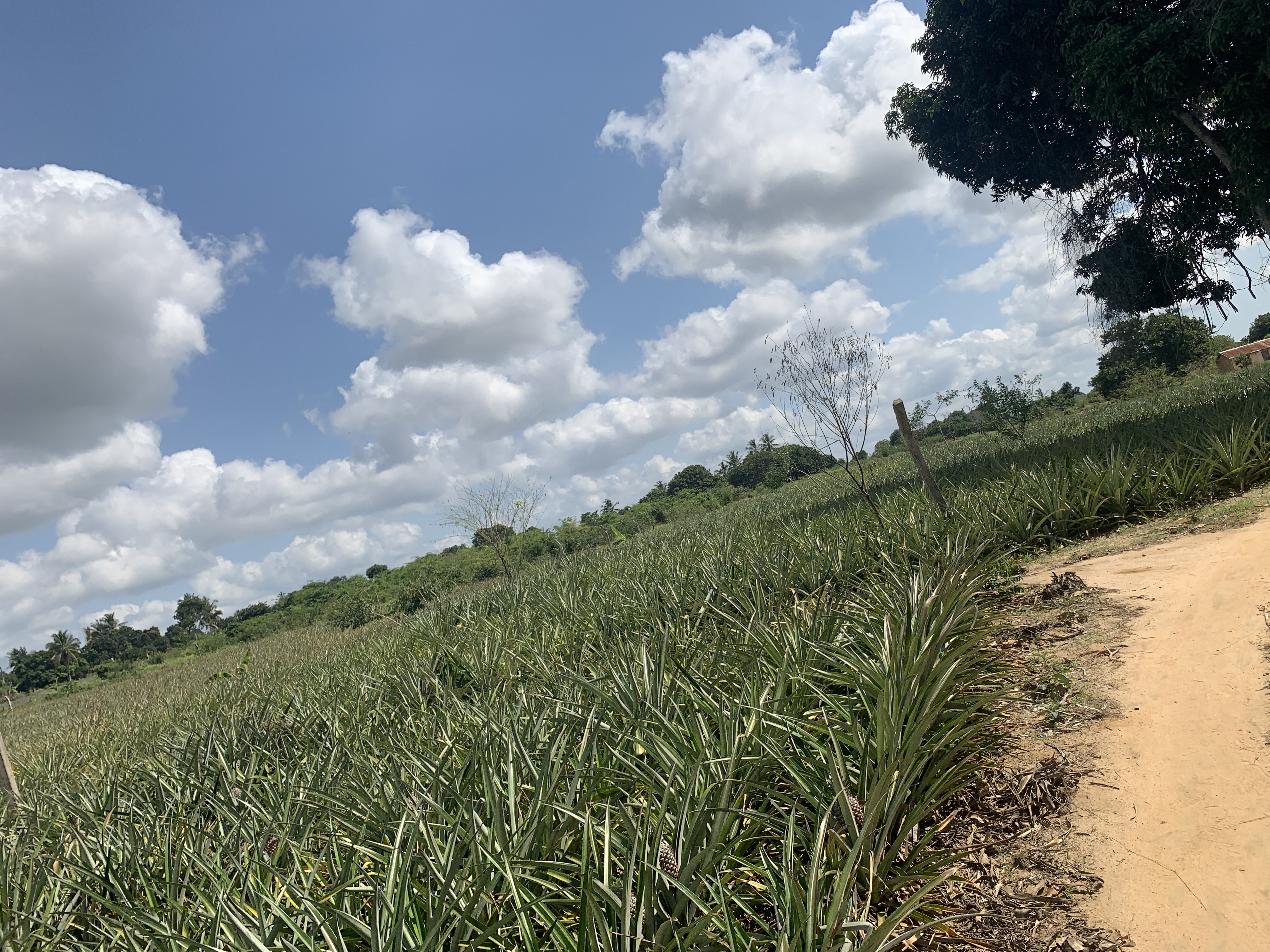 Agricultural operations