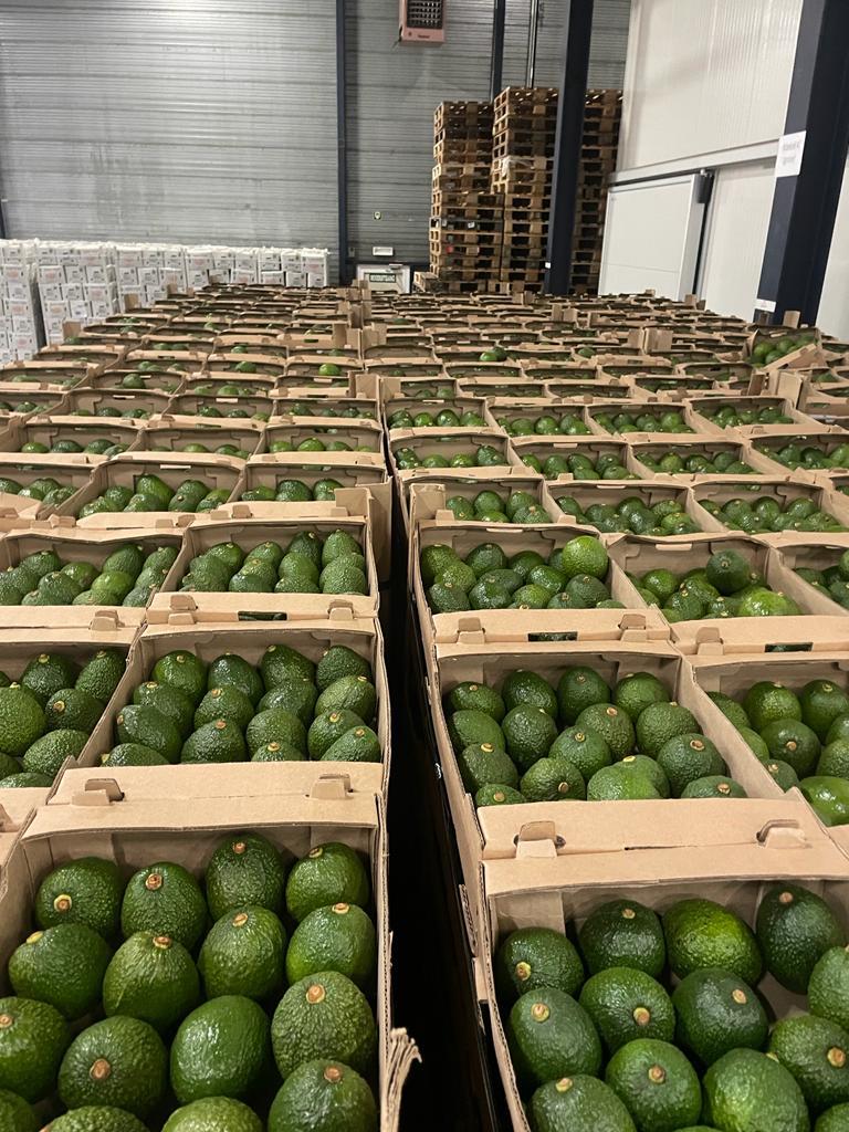 Avocado supply operations