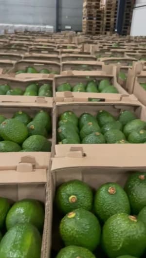Avocado operations video
