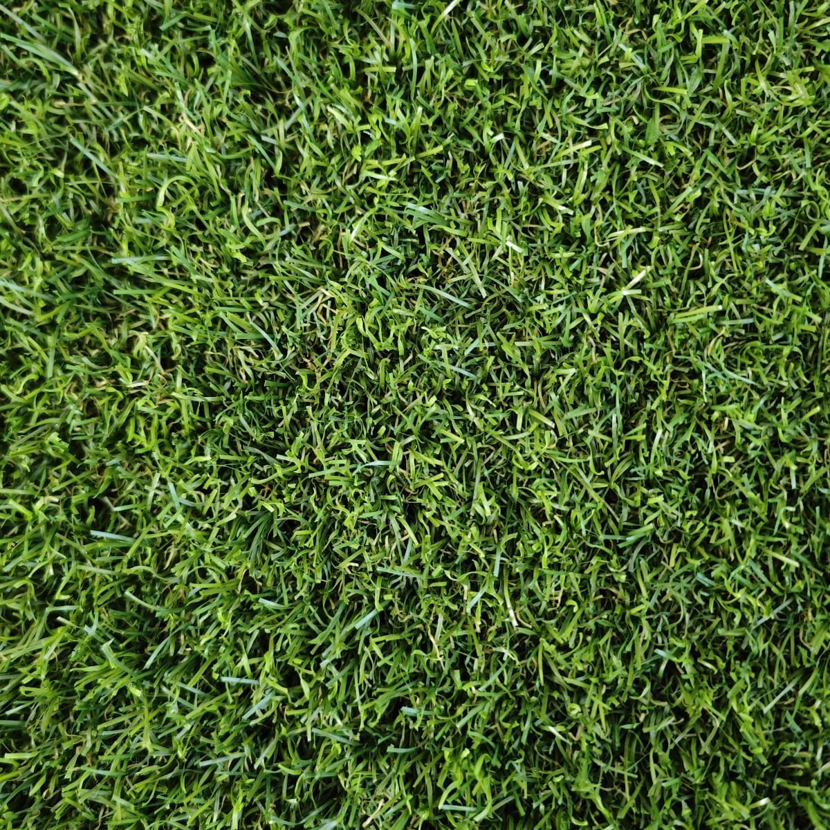 Prato Sintetico Palma 45mm - immagine 4