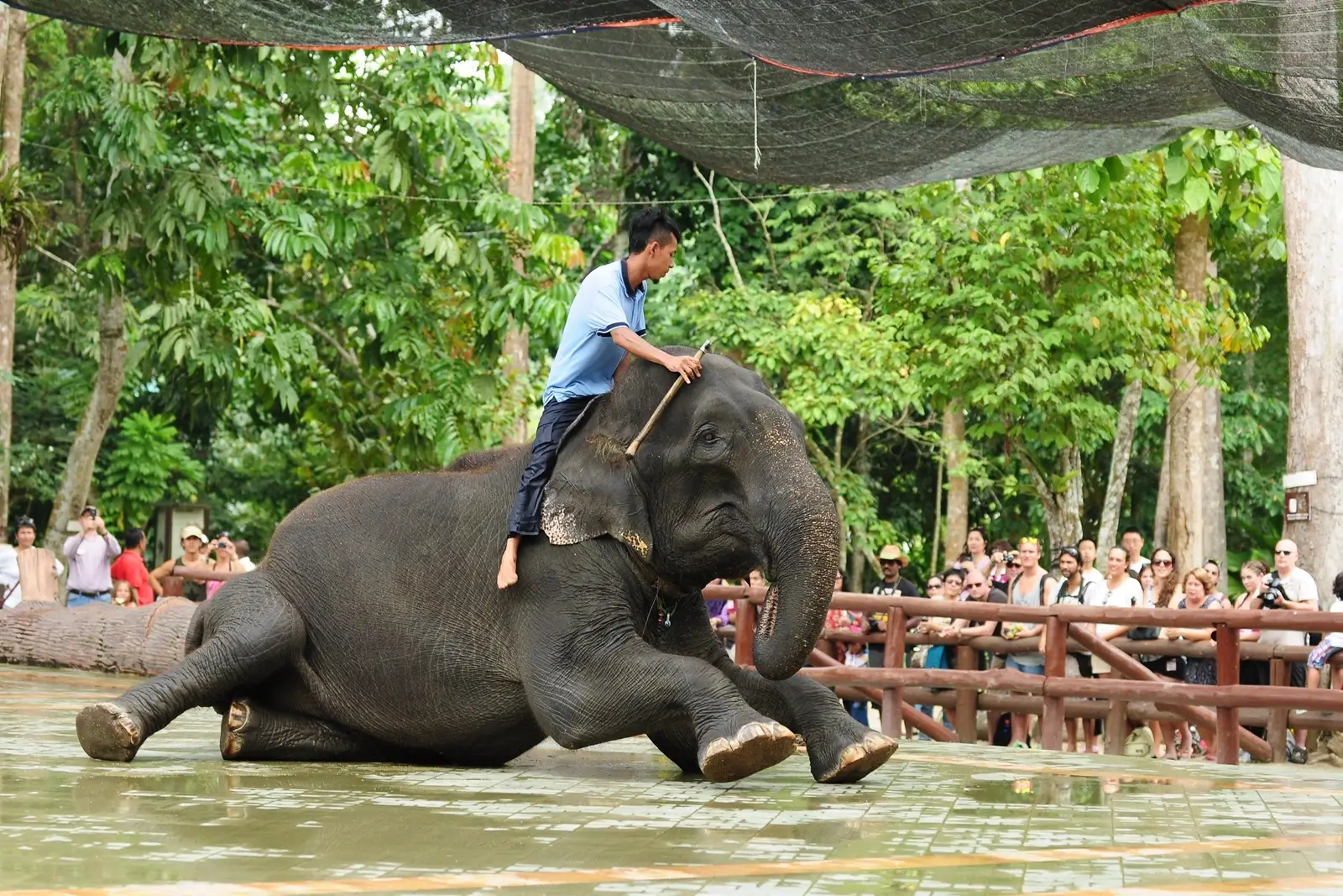 Elephant Sanctuary Tour 1