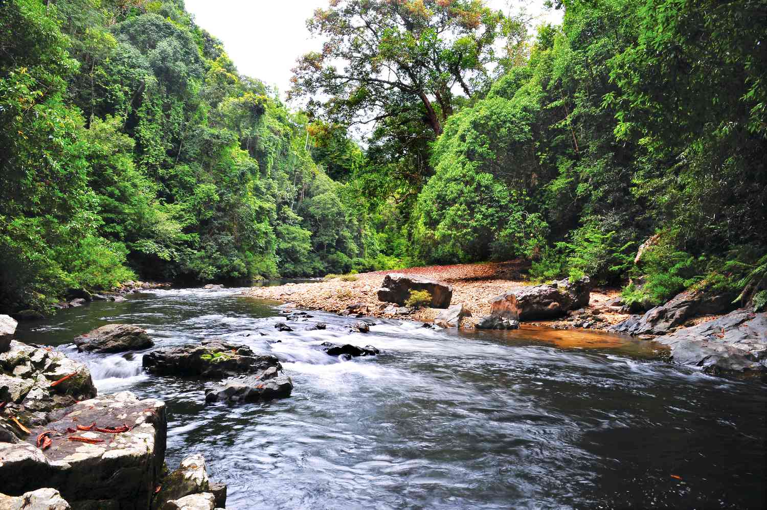 Taman Negara Tour 1