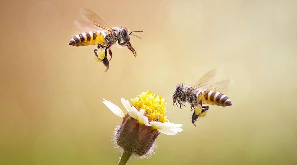 Unlock Your Weight Loss Potential: Discover Honey’s Magic for it! Unlock Your Weight Loss Potential: Discover Honey’s Magic for it!