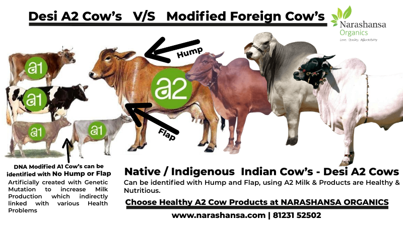 Why to avoid A1 Milk of Western Cow breeds and get started with A2 Cow’s Milk & Products