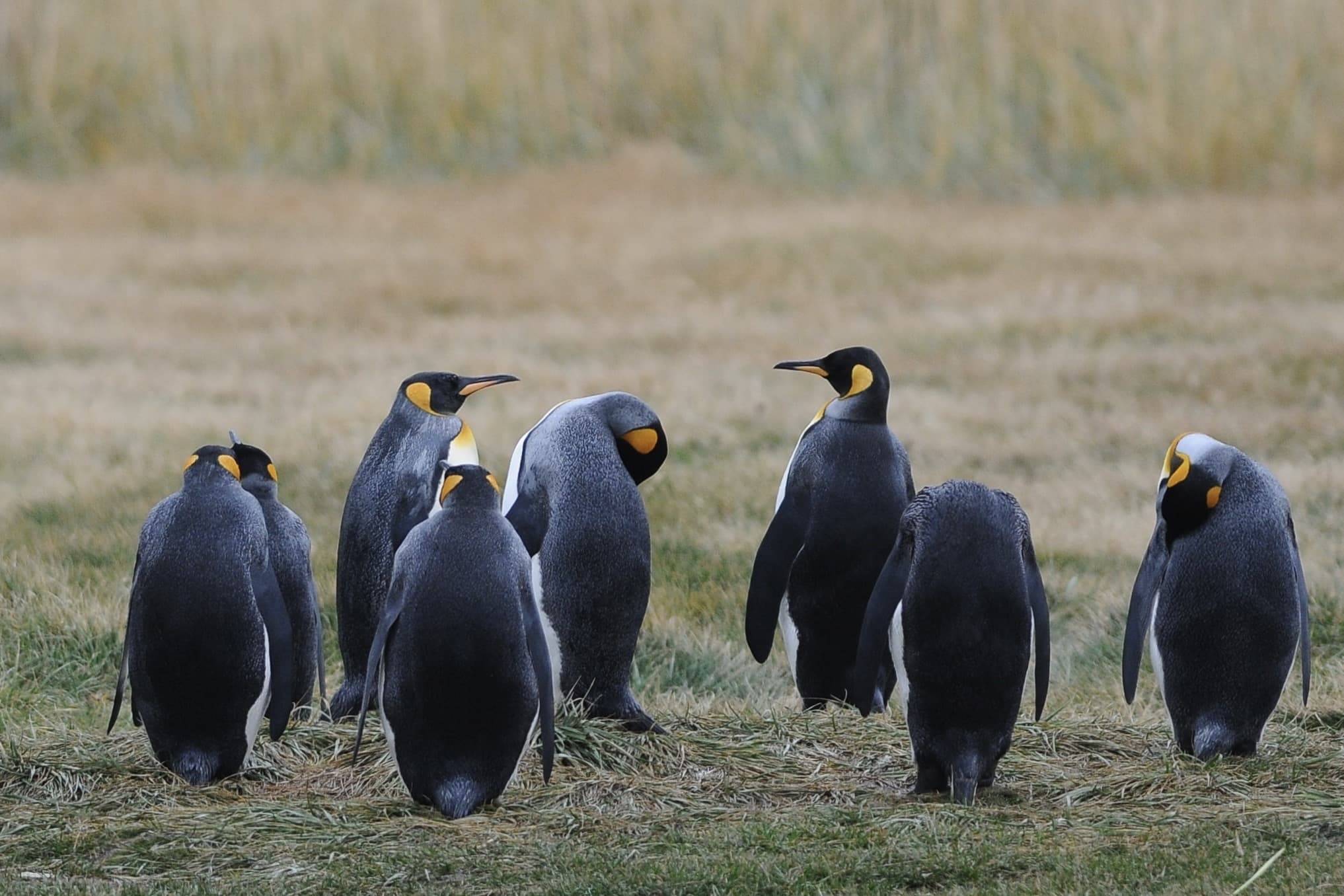 D300 Nikon king penguin