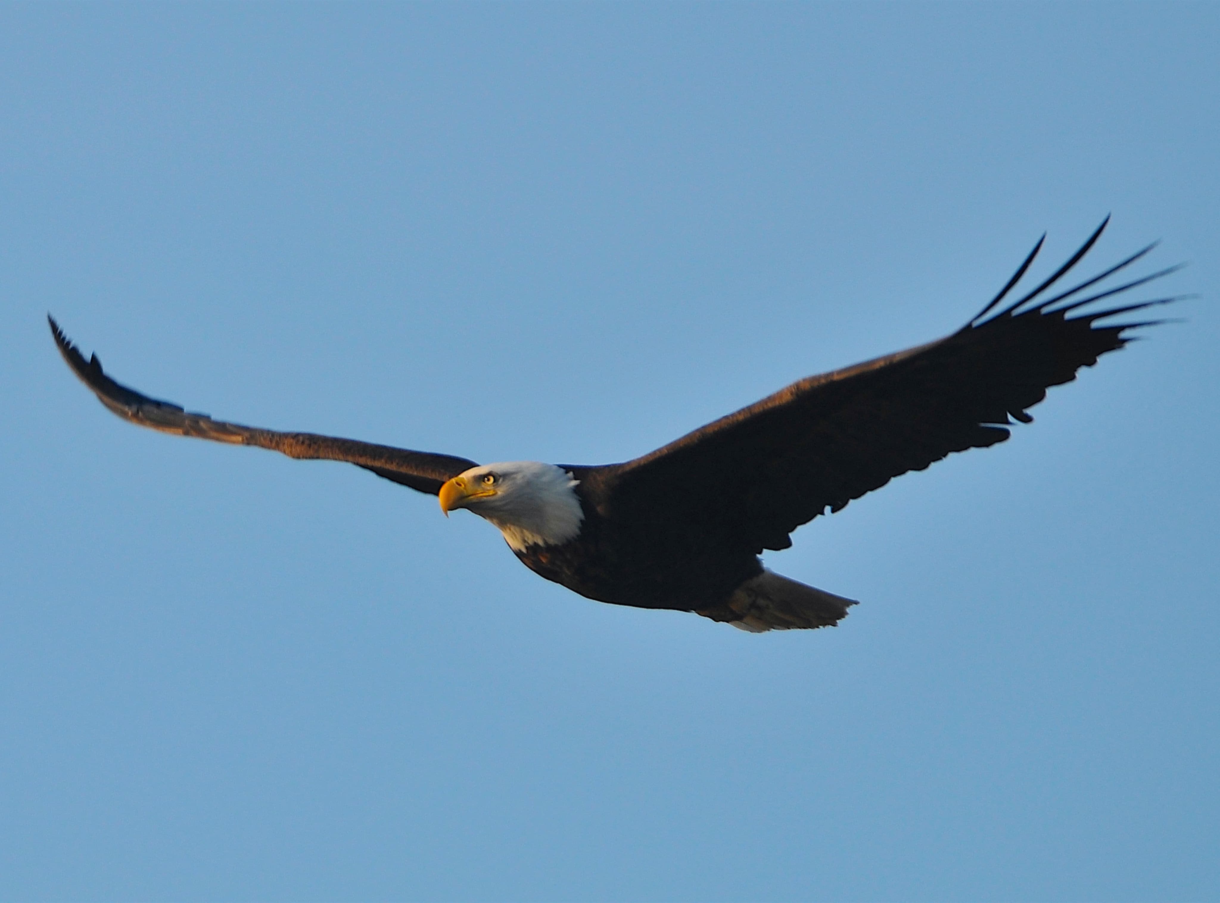 D300 Nikon with eagle