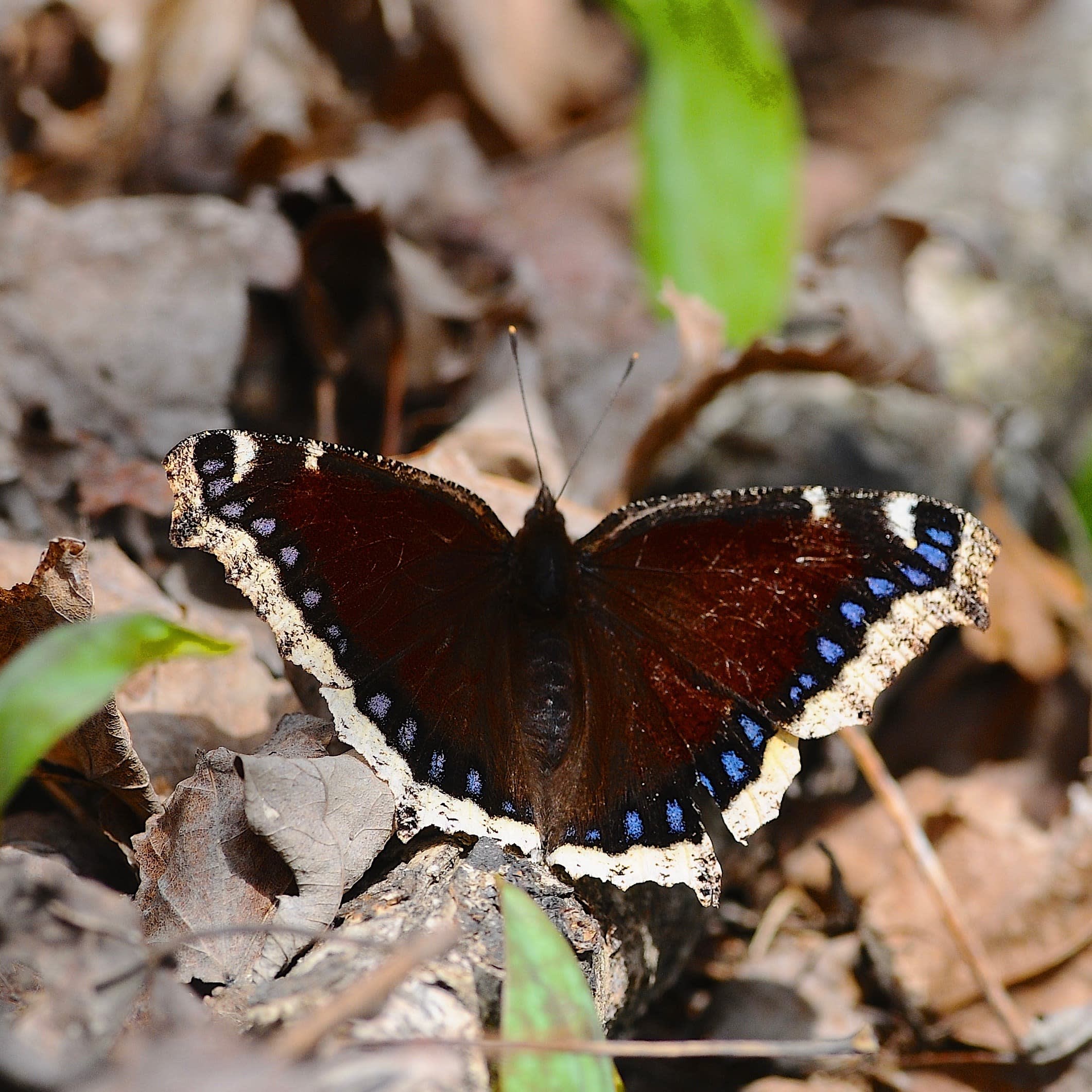 D300 Nikon with butterfly